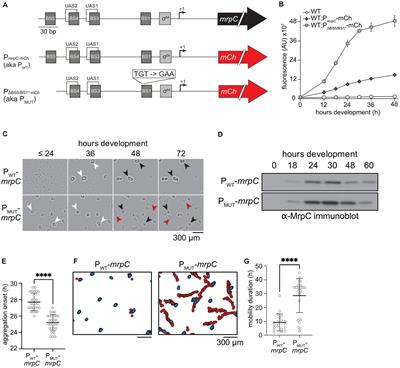 Mutation of self-binding sites in the promoter of the MrpC transcriptional regulator leads to asynchronous Myxococcus xanthus development